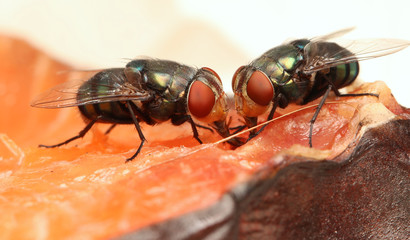 Housefly