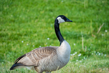 single Canada goose resting on the green grass