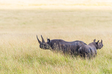 Zwei Nashörner in der Masai Mara