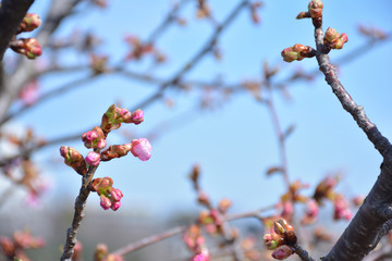 桜のつぼみ　早春の風景


