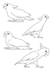 Parrot, cockatoo line 07. Good use for symbol, logo, web icon, mascot, sign, or any design you want. © fennywiryani