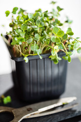 microgreens