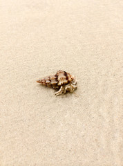 Hermit crab on the beach