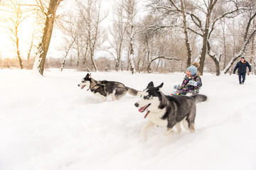 Adorable little girl having a cuddle with husky sled dog in Lapland Finland. Two Huskies ride a child on a sled in winter