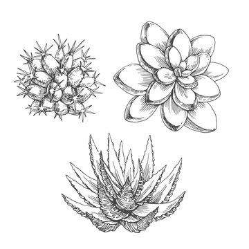 Vector set of cacti. Vintage hand drawn illustration with succulents in engraving style isolated on white. Sketches of floral elements for design