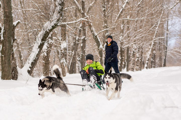 Dogs of the Husky breed ride the child on the sled in winter