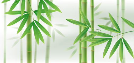 Fototapeta premium Green bamboo horizontal background with stems and leaves on white
