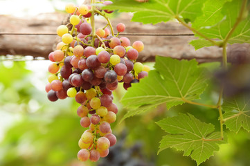 Red ripe grapes in the garden 