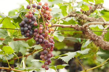 Red ripe grapes in the garden 