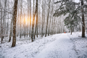 Snow-covered trees in the city park