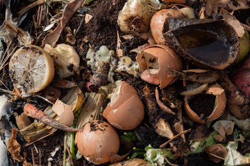 Compost heap with rotting fruit, vegetable, and eggshell scraps, horizontal aspect