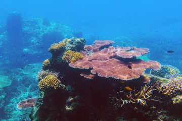 The sunlit coral reef in lagoon of South China sea near Redang island, Malaysia