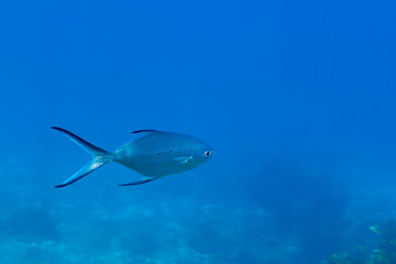 Small spotted dart fish (Trachinotus baillonii) underwater near Redang island, Malaysia