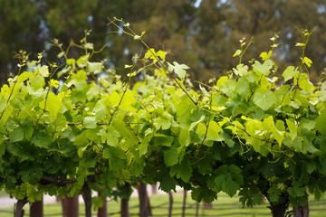  view of vineyards row close up