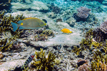The orange-spotted spinefoot fish (Siganus guttatus, rabbitfish) above coral reef near Redang island, Malaysia