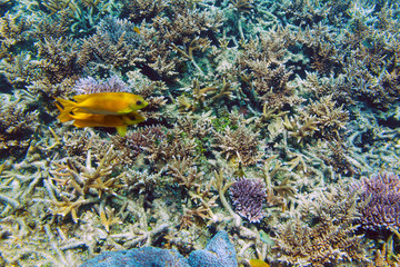 Couple of bright yellow fishes on a coral reef, underwater landscape Redang island, Malaysia