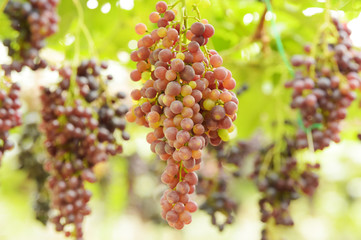 Red ripe grapes in the garden 