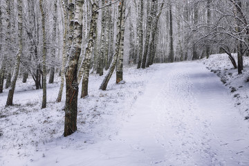 Beautiful winter landscape with snow covered trees