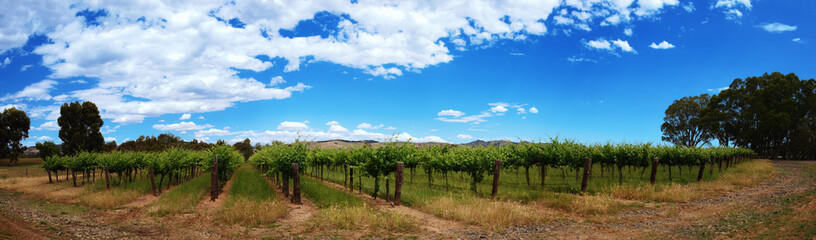 Fototapeta na wymiar Panoramic view of vineyards rows with blue sky