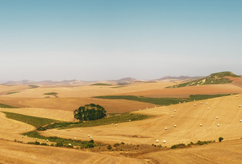Fototapeta na wymiar Wheat field south africa