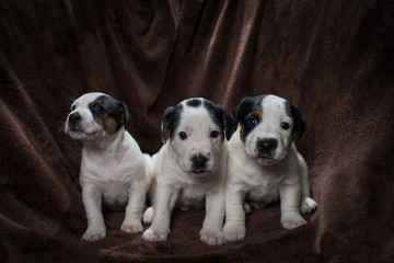 Obraz premium Cute Jack Russell Terrier Puppies on a brown blanket.