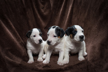 Cute Jack Russell Terrier Puppies on a brown blanket.
