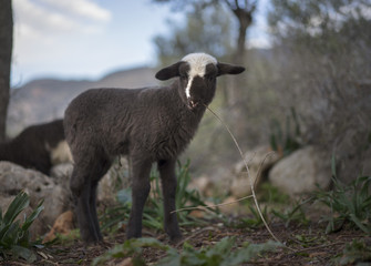 Fototapeta premium Newborn mixed breed Lamb and flock in winter.