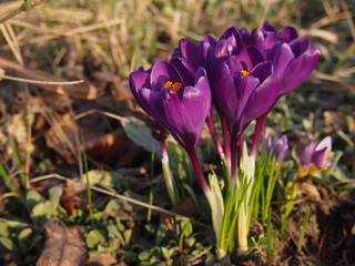 Violet crocuses of spring flowers.