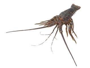 Fresh spiny lobster isolated 