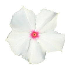 Plakat Isolated Colorful beautiful naturalistic white flower. Vector Il