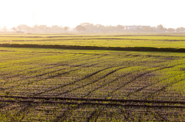 Green rice seedlings early morning.