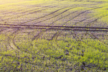 Green rice seedling background.