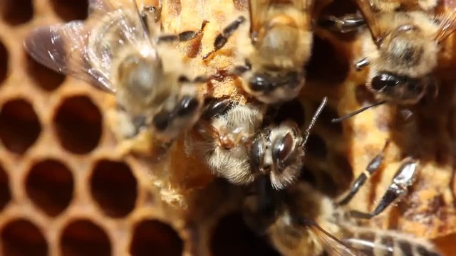Birth of Queen Bee. Helping Queen Bee as it exits cocoon.