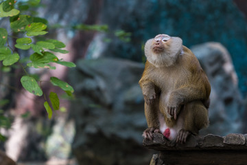 A Pig-tailed Macaque make a funny face