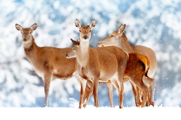 A group of beautiful female deer in the background of a snowy white forest. Noble deer (Cervus elaphus).  Artistic Christmas winter image. Snowing.