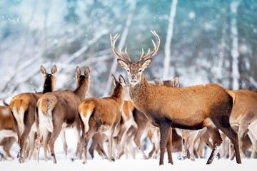 A noble deer with females in the herd against the background of a beautiful winter snow forest. Artistic winter landscape. Christmas photography.