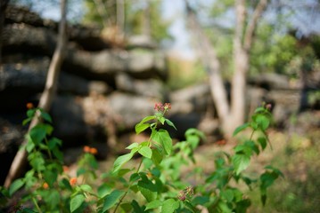 Small flowers are inserted on the mountain.