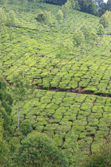 plantations of tea bushes in the mountains of India