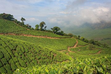Fototapeta na wymiar plantations of tea bushes in the mountains of India