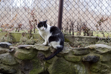 cat in the garden