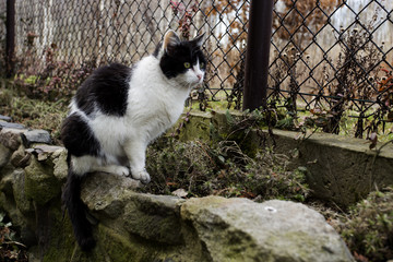 cat in the garden