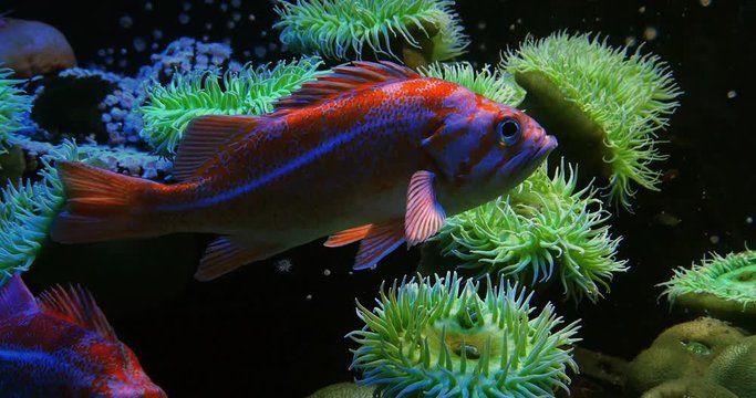 Canary Rockfish, sebastes pinniger, Real Time 4K