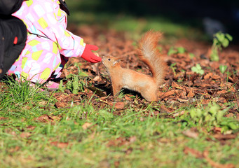 the squirrel takes nut from the girl's hand