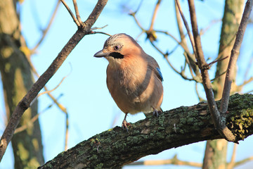 the curious jay has a rest on a branch