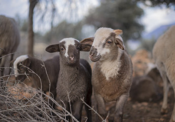 Lambs born in Winter, Playing in a Mediterranean Olive Grove