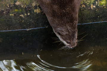 Asian small clawed otter is drinking the water from the pond
