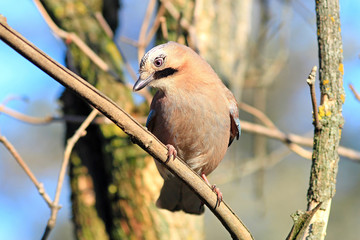 the curious jay has a rest on a branch