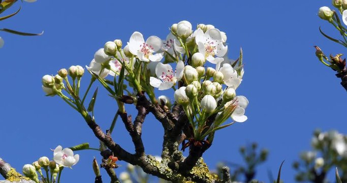 Branch of Apple Tree in Flowers, Normandy, Real Time 4K