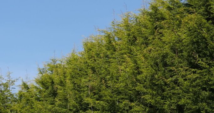 Leyland Cypress, cuprocyparis leylandii, Normandy, Real Time 4K