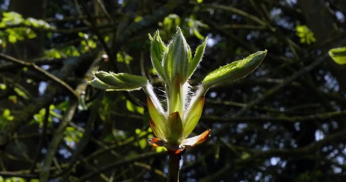 Bud of Chestnut Tree, aesculus hippocastanum, Normandy, Real Time 4K